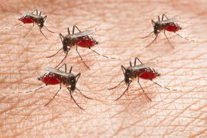 Yellow Fever vs. Malaria: Understanding the Differences