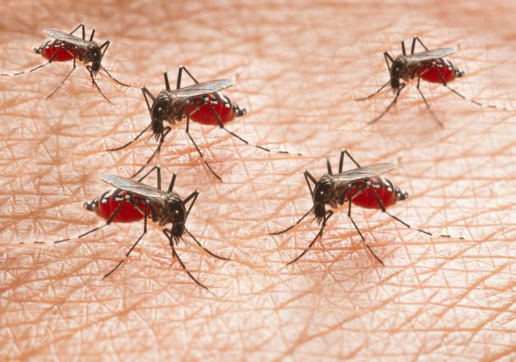 Yellow Fever vs. Malaria: Understanding the Differences