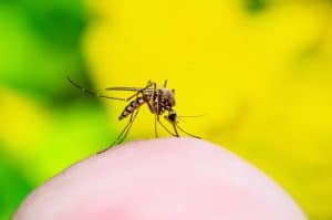 What is yellow fever vs dengue fever - Miles